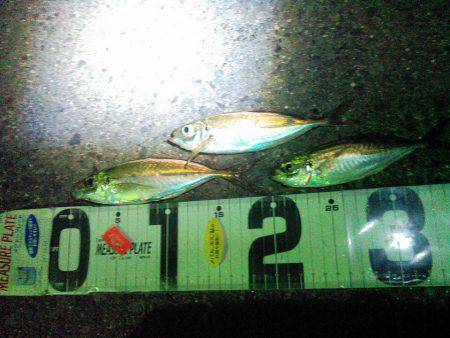 極寒アジングの巻